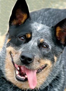 An Australian Cattle dog smiles for the camera.